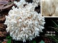 Hericium clathroides-amf913-2